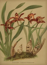 Cymbidium hookerianum-Orchidee